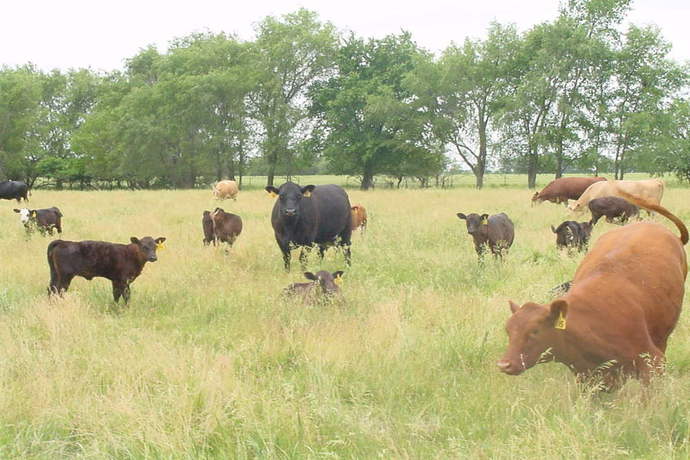 Livestock Grazing in Pasture
