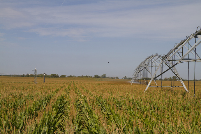 Field of corn being irrigated